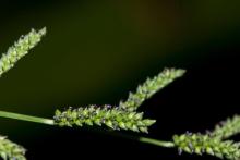 Grass