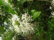Indian Pavetta (Pavetta indica) (plant in bloom). August 2018. Identification by Dr. T. Badrinarayanan.