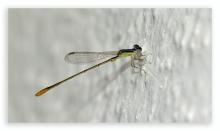 Pygmy Wisp