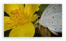 Indian cupid [Chilades parrhasius]