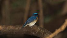 Blue Throated Blue Flycatcher