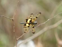 Picturewing (Rhyothemis variegata) (male)