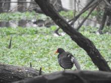 Indian Moorhen [Gallinula chloropus]
