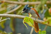 Female Paradise Flycatcher