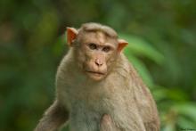 Bonnet macaque