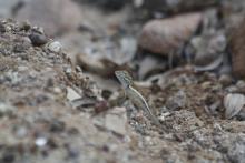Garden Lizard (Calotes versicolor). Identification by Mr. Brihadeesh Santharam