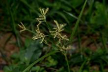 Grass