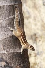 Three Striped Squirell