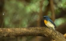 Blue Throated Blue Flycatcher