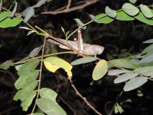 Grasshopper (Anacridium sp., Family Acrididae)