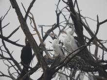 Oriental Darter [Anhinga melanogaster] (nesting)