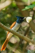 Female Paradise Flycatcher