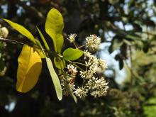 Gorbale (Ixora brachiata). Identification by Prof. Susy Varughese