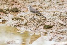 Citrine Wagtail Juv.