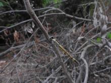 Black Marsh Skimmer (Indothemis carnatica) (female)