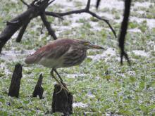 Pond Heron [Ardeola grayii]