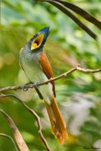 Female Paradise Flycatcher