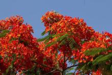 Gulmohar