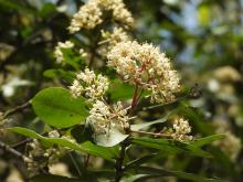 Gorbale (Ixora brachiata). Identification by Prof. Susy Varughese