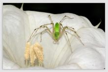 Album 0384: Mymoon Moghul collection - Insects, Mammals and Others