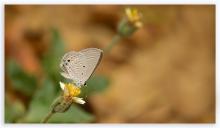 Forget-me-not [Catochrysops strabo]