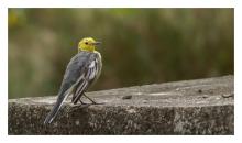 Citrine Wagtail