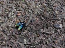 Carpenter Bee (Xylocopa sp.)