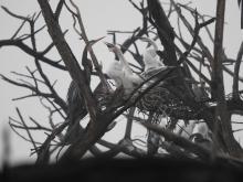 Oriental Darter [Anhinga melanogaster] (nesting)