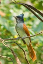 Female Paradise Flycatcher