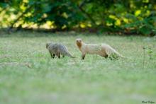 Common Grey Mongoose