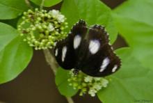 Great Eggfly