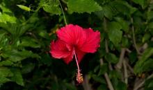 Hibiscus
