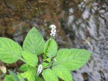 Indian Turnsole (Heliotropium indicum)