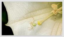 Album 0384: Mymoon Moghul collection - Insects, Mammals and Others