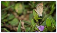 Grass jewel [Freyeria trochylus]