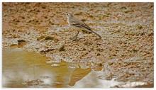 Citrine Wagtail Juv.