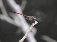 Asiatic Bloodtail (Lathrecista asiatica) (male)