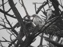 Oriental Darter [Anhinga melanogaster] (nesting)