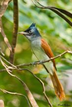 Female Paradise Flycatcher