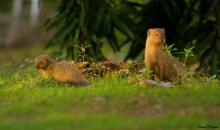 Common Grey Mongoose