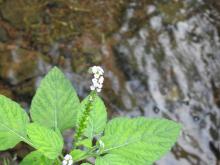 Indian Turnsole (Heliotropium indicum)