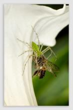Album 0384: Mymoon Moghul collection - Insects, Mammals and Others