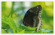Great eggfly [Hypolimnas bolina]