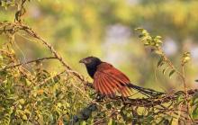 Coucal