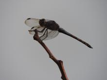 Yellow-tailed Ashy Skimmer (Potamarcha congener) (male)