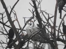 Oriental Darter [Anhinga melanogaster] (nesting)