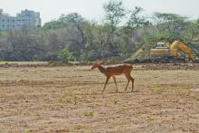 Spotted Deer