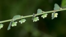 Madras Leaf Flower