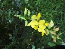 Crotalaria retusa. Identification by Dr. T. Badrinarayanan