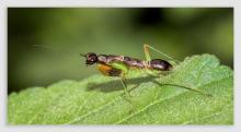 Album 0384: Mymoon Moghul collection - Insects, Mammals and Others